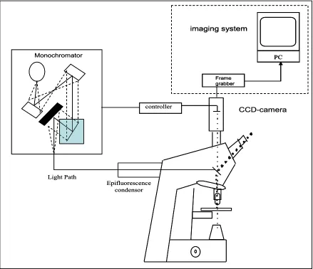 Fig. 5.3: Schematic representation of imaging system. The monochromator sets the wavelength microscope via a specially designed epifluorescence condenser