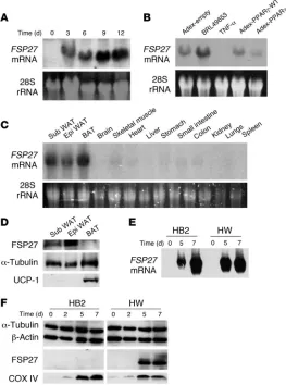 Figure 1Adipocyte-specific expression of 
