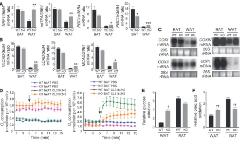 Figure 4Mitochondrion-related gene expression and metabolic rate in WAT of FSP27-knockout mice