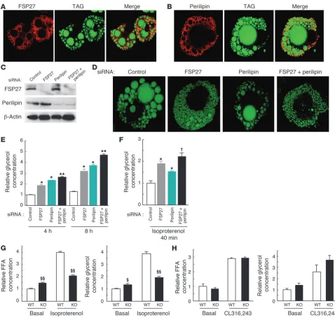 Figure 5Localization of FSP27 to lipid droplets and its role in the pattern of lipid droplet accumulation in HW adipocytes