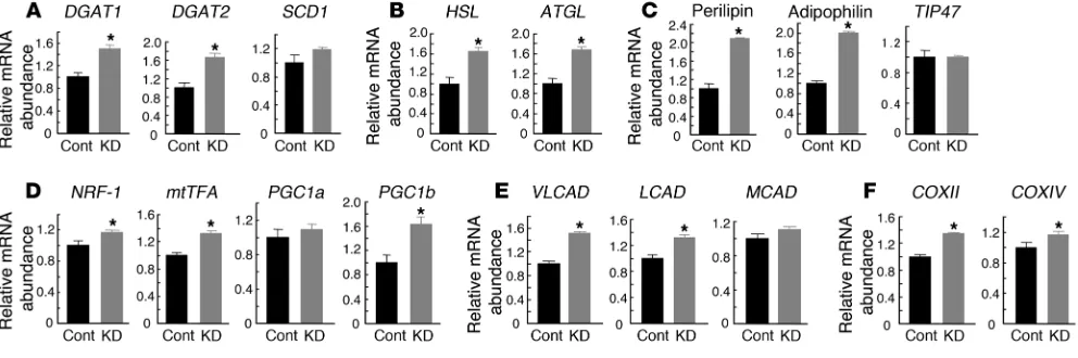 Figure 6Effects of FSP27 depletion for 4 days on gene expression in HW adipocytes. Quantitative RT-PCR analysis of the expression of genes whose 