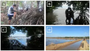 Figure 4. Mangrove types in the study area. Source: very high resolution image of study area is from Google Earth