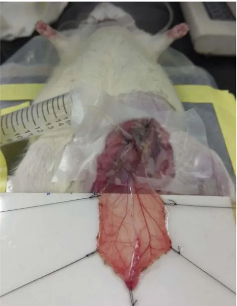 Figure S1 Cremaster muscle preparation of an anesthetized rat. Left cremaster muscle was spread with tension created by suture on a home-made platform