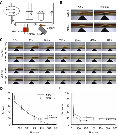 Figure 5 Effects of size and PEGylation on retention of particles subjected to serum/RBCparticle retention in hydroxyethyl starch/RBC solution ( ﬂow and magnetic ﬁeld