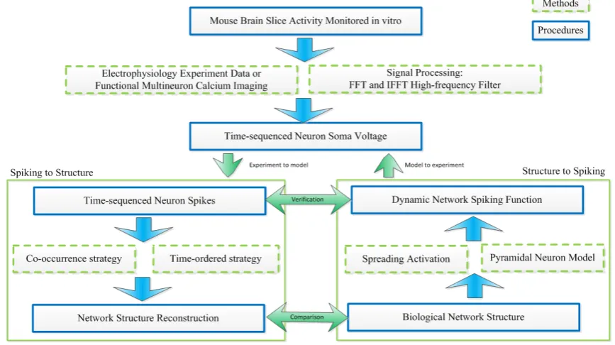 Figure 1. The overall architecture for predicting neural network structure and neuronal activities based on spike train data