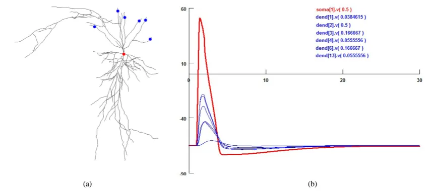 Figure 6. Pyramidal cell morphology and electrical activity simulation. a) Single pyramidal cell voltage, probe method to ensure the section voltages in soma (red point) and dendrites (blue points); b) Different synapse sections and soma voltage changing b