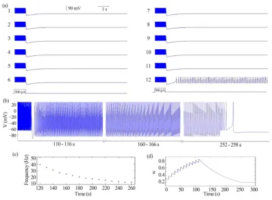 Figure 1. Simulation of persistent firing neuron model. (a) The waveform of membrane potential