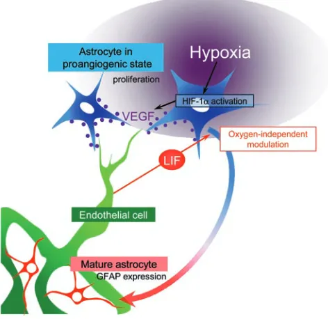 Figure 9Proposed model of the negative feedback mechanism of LIF against 