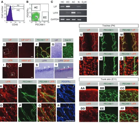 Figure 1LIF is predominantly expressed in endothelial cells, and LIFR is expressed in surrounding cells, during vascular development