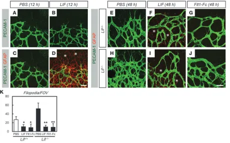 Figure 5Increased vascular sprouting in Lif–/– mice is inhibited by intraocular injection of LIF or VEGF antagonist