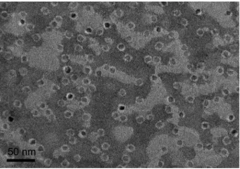 Figure 1 Negatively stained transmission electron microscopy (TEM) of the ultra-X (sLesmallsuperparamagnetic iron oxide (USPIO)–polyethylene glycol (PEG)–Sialyl Lewisx) nanoparticles