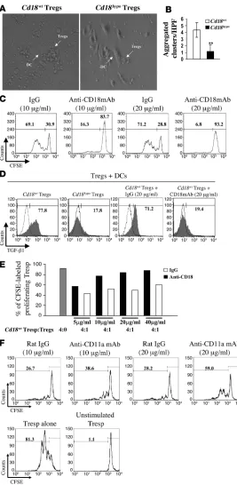 Figure 4Reduced CD18 function disrupts cell-cell contacts between 