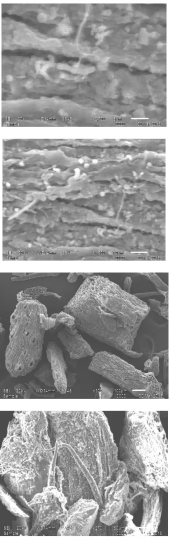 Fig. 3 (b)  SEM pattern of Bromo Pheno Blue treated Sargassum muticum powder 