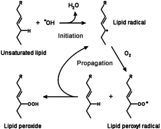 Figure 3. The formed antioxidant radical is stabilized by delocalization of the unpaired electron around the phenol ring to form a stable resonance hybrid