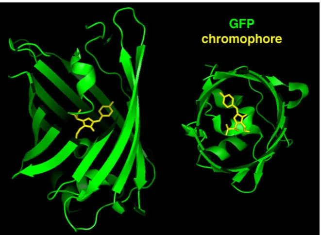 Figure 1: Crystal structure of GFP with a Ser-Tyr-Gly sequence forming the chromophore