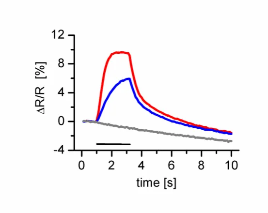 Figure 27: Fractional fluorescence changes ∆R/R [%] of YC 3.3. Shown are the mean traces of 