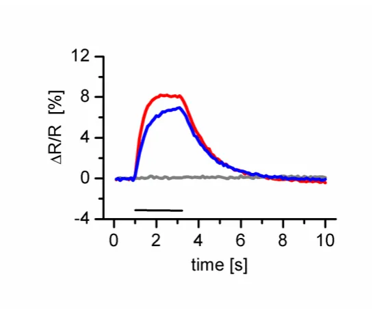 Figure 28: Fractional fluorescence changes ∆R/R [%] of TNL 15. Shown are the mean traces of 