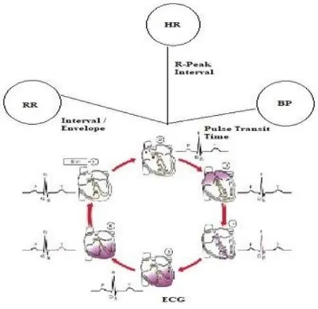 Fig. 3. Dependency Plot between ECG, HR, BP and RR 