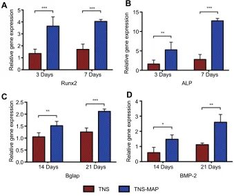 Figure 6 ALP activity and calcium deposition in cells grown on sample disks.Abbreviations:and 28 days) were evaluated as described in theNotes: rBMMSCs were cultivated on TNS and TNS-MAP disks for up to 28 days and the levels of (A) ALP activity (7 days an
