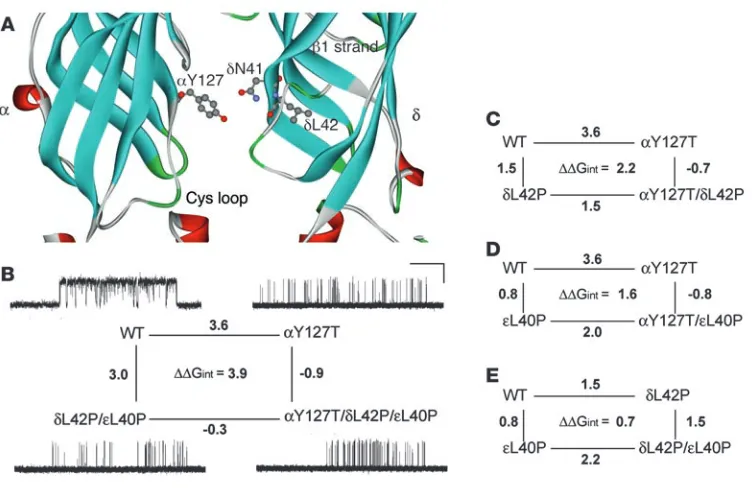 Figure 9Structural model of the AChR α and δ subunits and mutant cycle analyses. (A) An enlarged view of the coupled intersubunit residues αY127 and δN41 in the structural model of the Torpedo AChR (Protein Data Bank code 2BG9)
