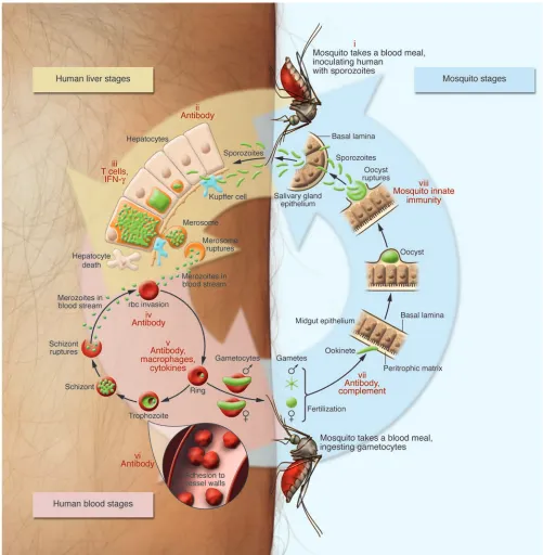 Figure 1The life cycle of malaria-causing 