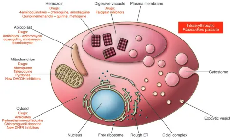 Figure 2Antimalarial drugs mediate their effects by disrupting processes or metabolic pathways in different subcellular organelles
