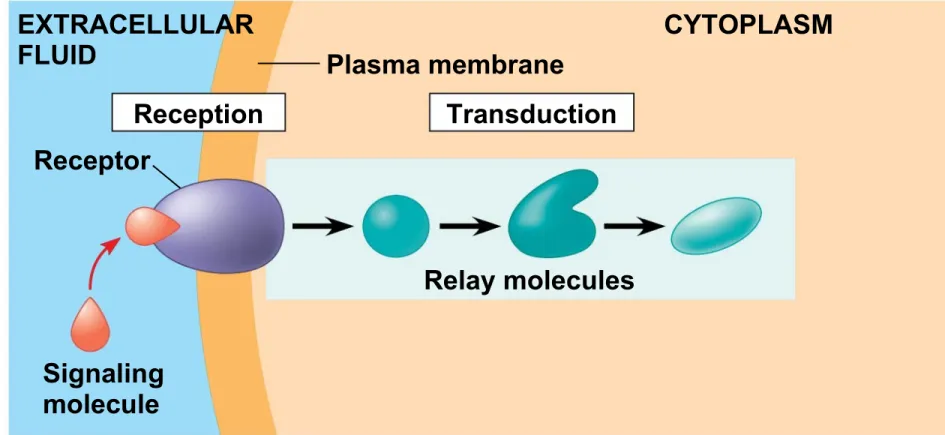 Figure 5.20-2 EXTRACELLULAR FLUID CYTOPLASM Plasma membrane Reception Transduction Relay moleculesReceptor Signaling molecule