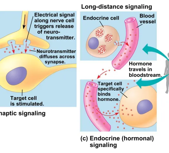Figure 5.19 Local regulator diffuses through extracellular fluid.Secretingcell SecretoryvesicleTarget cell