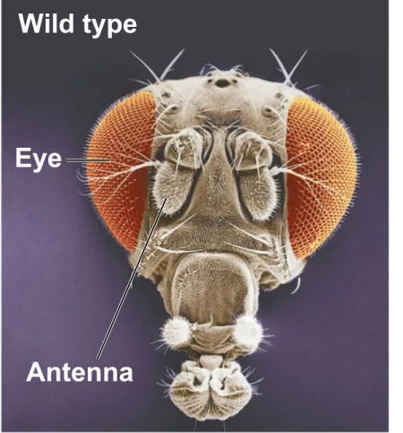 Figure 16.8 Wild type Eye Antenna MutantLeg
