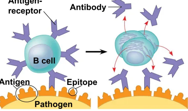 Figure 35.7  Antigen-receptor Antibody B cell Antigen Epitope Pathogen