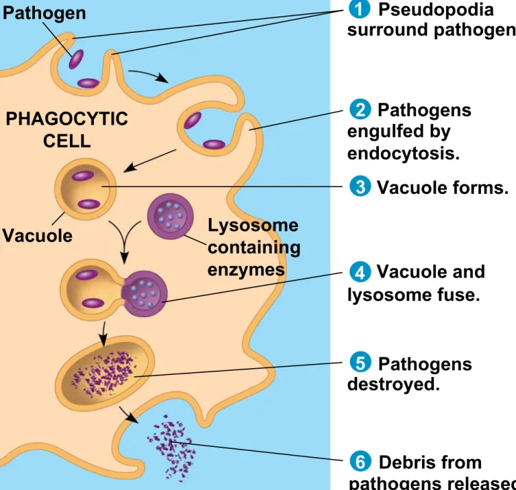 Figure 35.3 Pathogen Vacuole PHAGOCYTICCELL Lysosome containing enzymes Pseudopodia surround pathogens.engulfed byendocytosis.PathogensVacuole forms