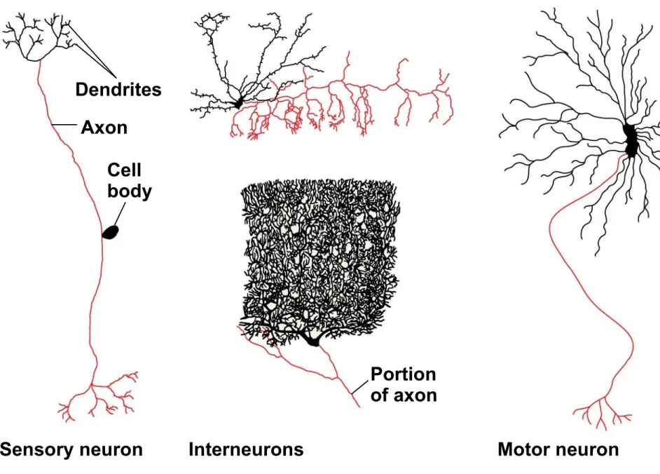 Figure 37.5 Dendrites Axon Cell body Portion of axon Interneurons