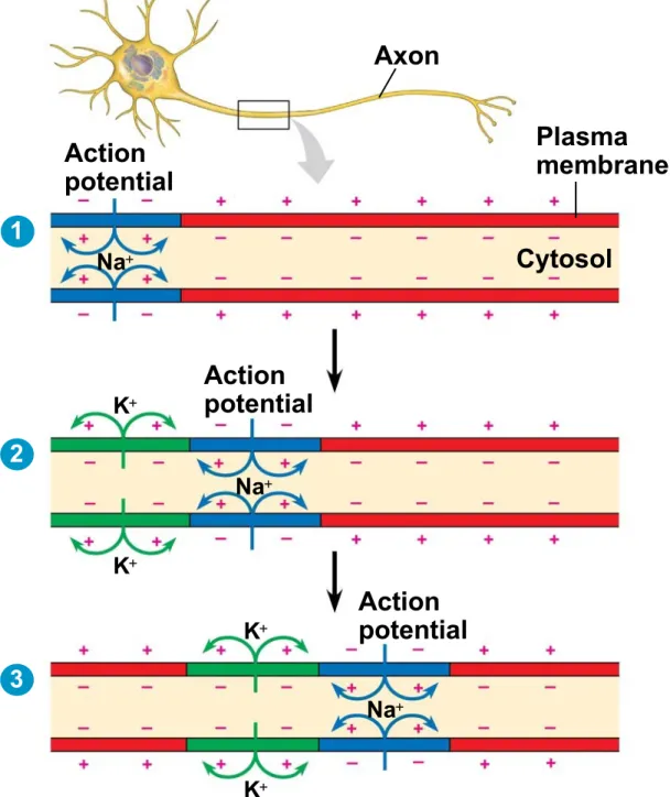 Figure 37.12-3 Axon Plasma membrane CytosolActionpotential Action potential Action potentialKK K K Na NaNa123