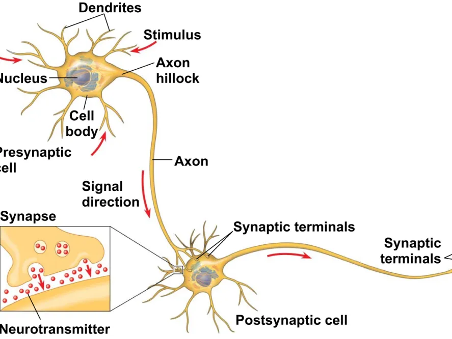 Figure 37.2 Dendrites Nucleus StimulusAxonhillock Cell body Axon Signal directionPresynapticcell Synapse Neurotransmitter Synaptic terminalsPostsynaptic cell Synaptic terminals
