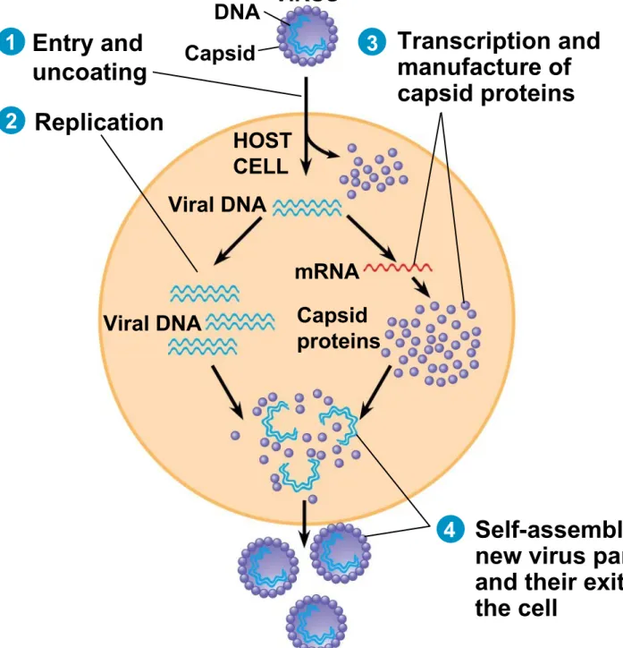 Figure 17.3 VIRUS ReplicationEntry anduncoating DNA