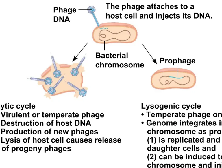 Figure 17.UN03 Phage DNA ProphageBacterial chromosome