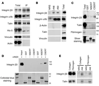 Figure 3Physical interactions between SERT and integrin 