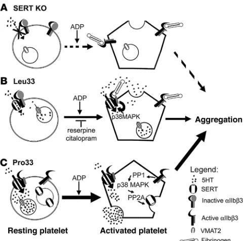 Figure 6Model for αIIbβ3 regulation of SERT function and 5-HT signaling in platelets. (A) SERT-KO platelets lack intracellular 5-HT stores that can be released upon integrin activation