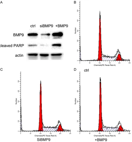 Figure 3. BMP9 induced apoptosis in osteosarcoma cells but did not affect cell cycle. A