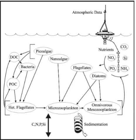 Fig. 2. Ecosystem model food web.