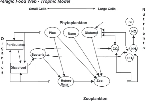 Table 1. The model code and the descriptive names for the ERSEMfunctional groups
