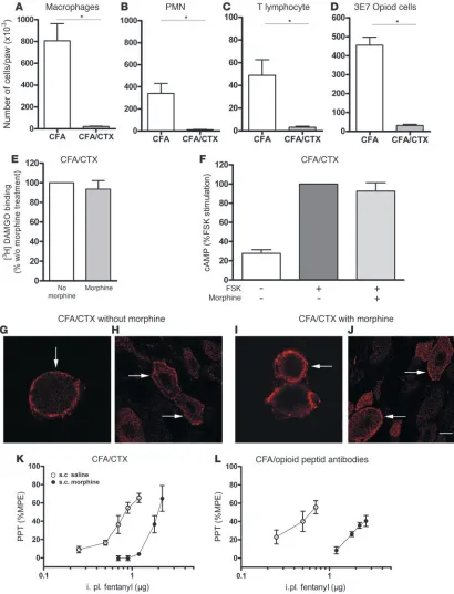 Figure 6Removal of immune cell–derived opioid peptides by CTX. (