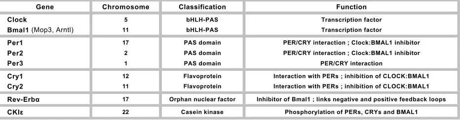 Fig.1.9.:A) General model of transcriptional-translational feedback loops. Clock genes are transcribed and the RNA is translated in the cytoplasm