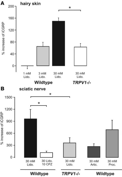 Figure 8Lidocaine evokes a TRPV1-dependent release of CGRP in hairy skin 