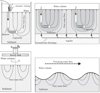 Fig. 1. Schematic representation of the four situations that are modeled: (a) Laboratory incubation set-up commonly used to study lugwormbio-irrigation; (b) Lugworm bio-irrigation interfering with groundwater seepage on a tidal ﬂat; (c) Pore water ﬂow in stirred incubationchamber; (d) Unidirectional ﬂow over a ripple ﬁeld inducing pore water ﬂow.