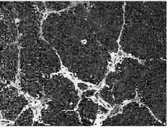 Fig- 4.2: R component of the original RGB color image. 