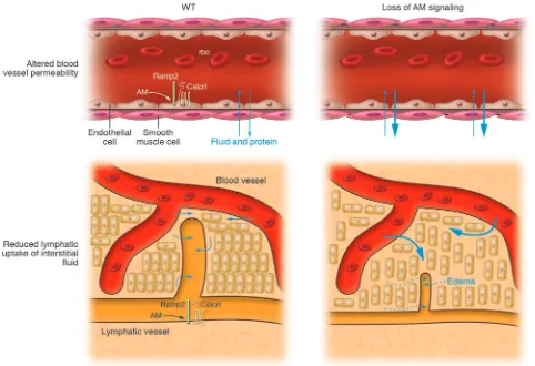 Figure 1Development of edema due to loss of AM signaling. As reported by Fritz-Six et al