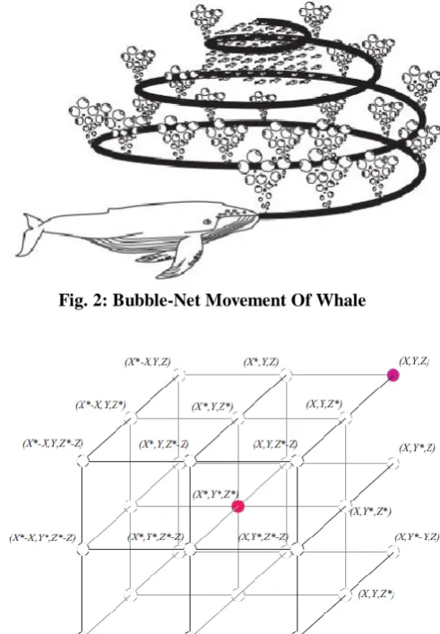 Fig. 2: Bubble-Net Movement Of Whale 