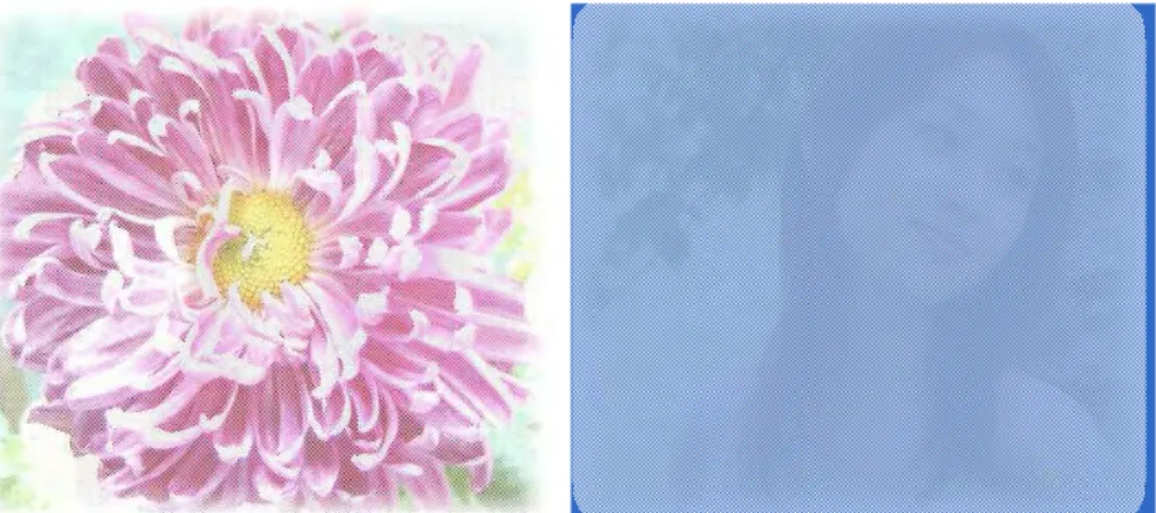 Fig. 4.3 shows the Select All functionality. The flower image is opened using IE, the Select All function is  chosen from the Edit menu and IE immediately shows a completely different image containing a woman