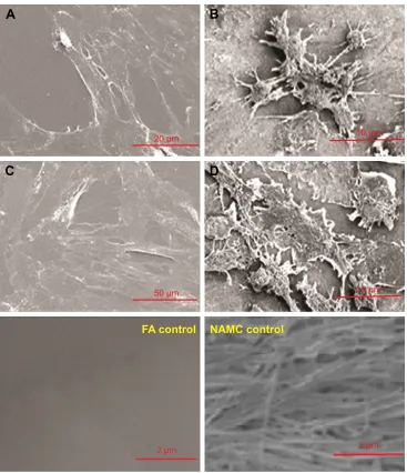 Figure 9 Dental pulp stem cells viability cultured onto flat alumina in comparison with nanoporous alumina-multiwalled carbon nanotubes after 24 hours and 7 days.Abbreviations: FA, flat alumina; NAMC, nanoporous alumina-multiwalled carbon nanotubes.